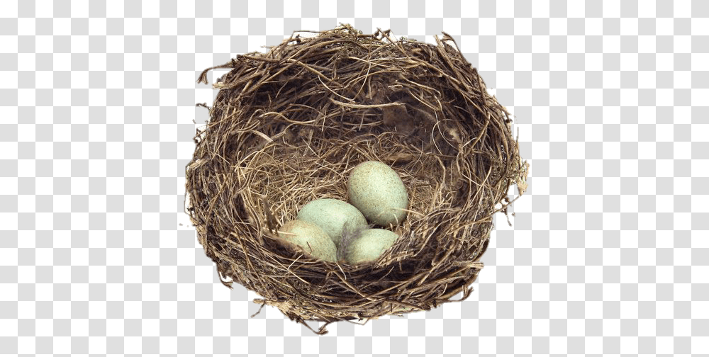 Image List Of Animals Hatched From Eggs And Born Alive, Nest, Bird Nest, Fungus Transparent Png