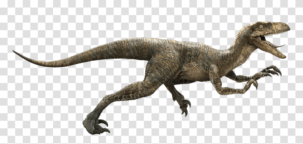 Image, Lizard, Reptile, Animal, Dinosaur Transparent Png