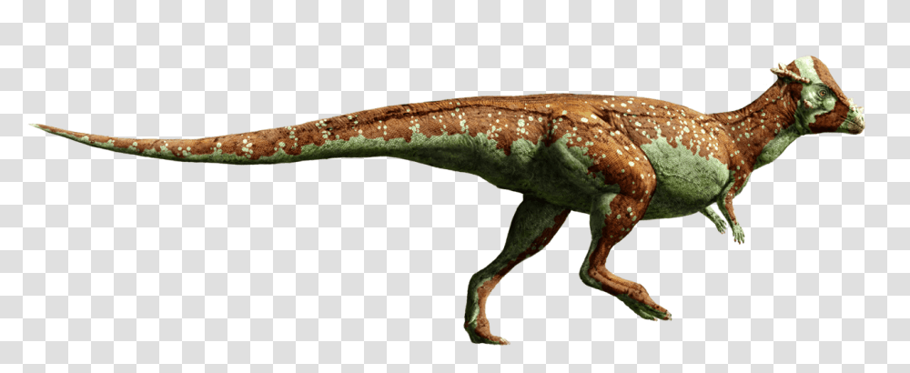 Image, Lizard, Reptile, Animal, Dinosaur Transparent Png