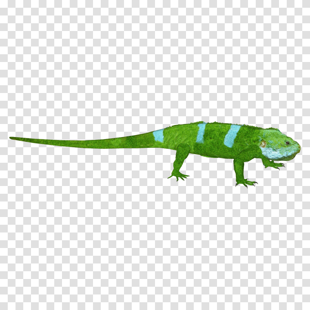Image, Lizard, Reptile, Animal, Green Lizard Transparent Png