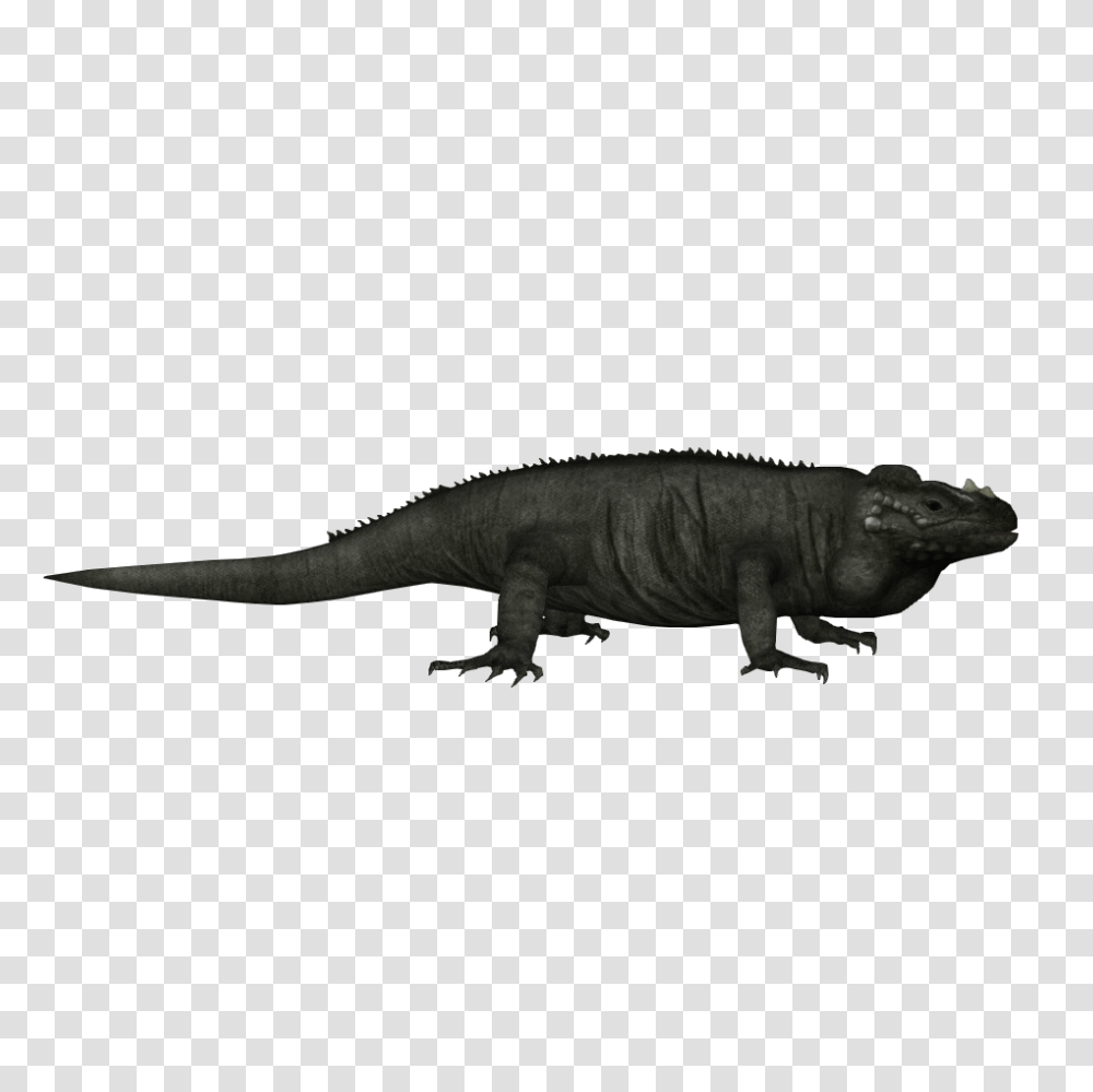 Image, Lizard, Reptile, Animal, Iguana Transparent Png