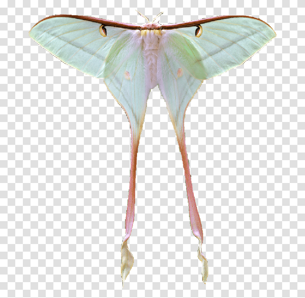 Image Luna Moth Background, Butterfly, Insect, Invertebrate, Animal Transparent Png