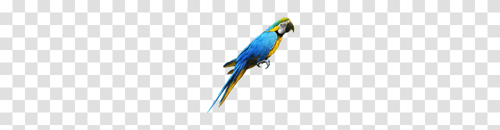 Image, Macaw, Parrot, Bird, Animal Transparent Png