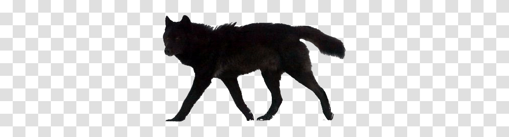 Image, Mammal, Animal, Coyote, Panther Transparent Png