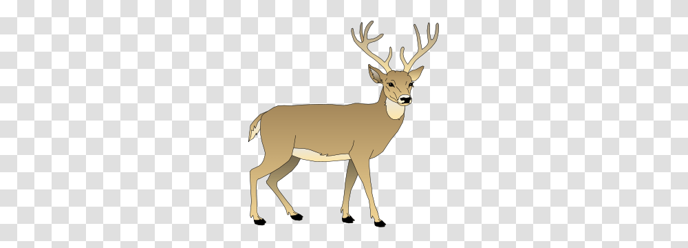 Image, Mammal, Animal, Wildlife, Deer Transparent Png