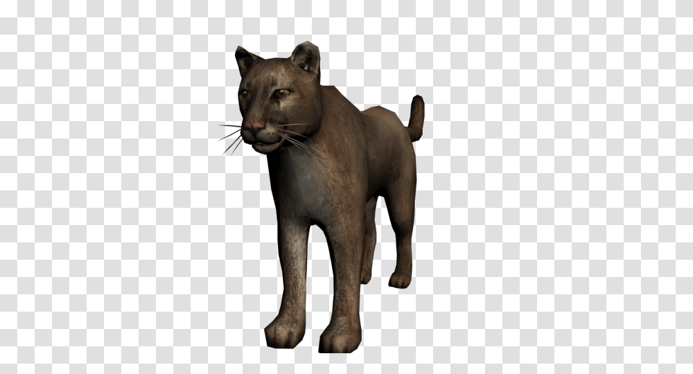 Image, Mammal, Animal, Wildlife, Panther Transparent Png