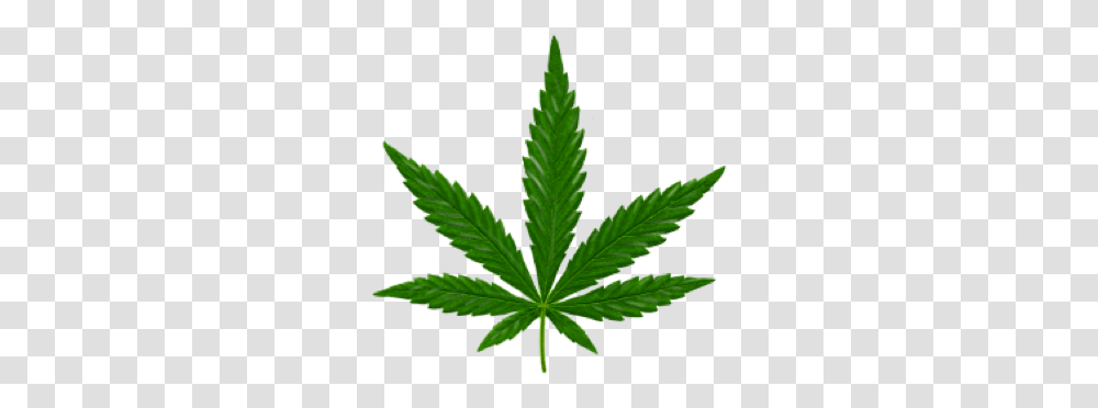 Image Marijuana Leaf Small, Plant, Hemp, Weed Transparent Png