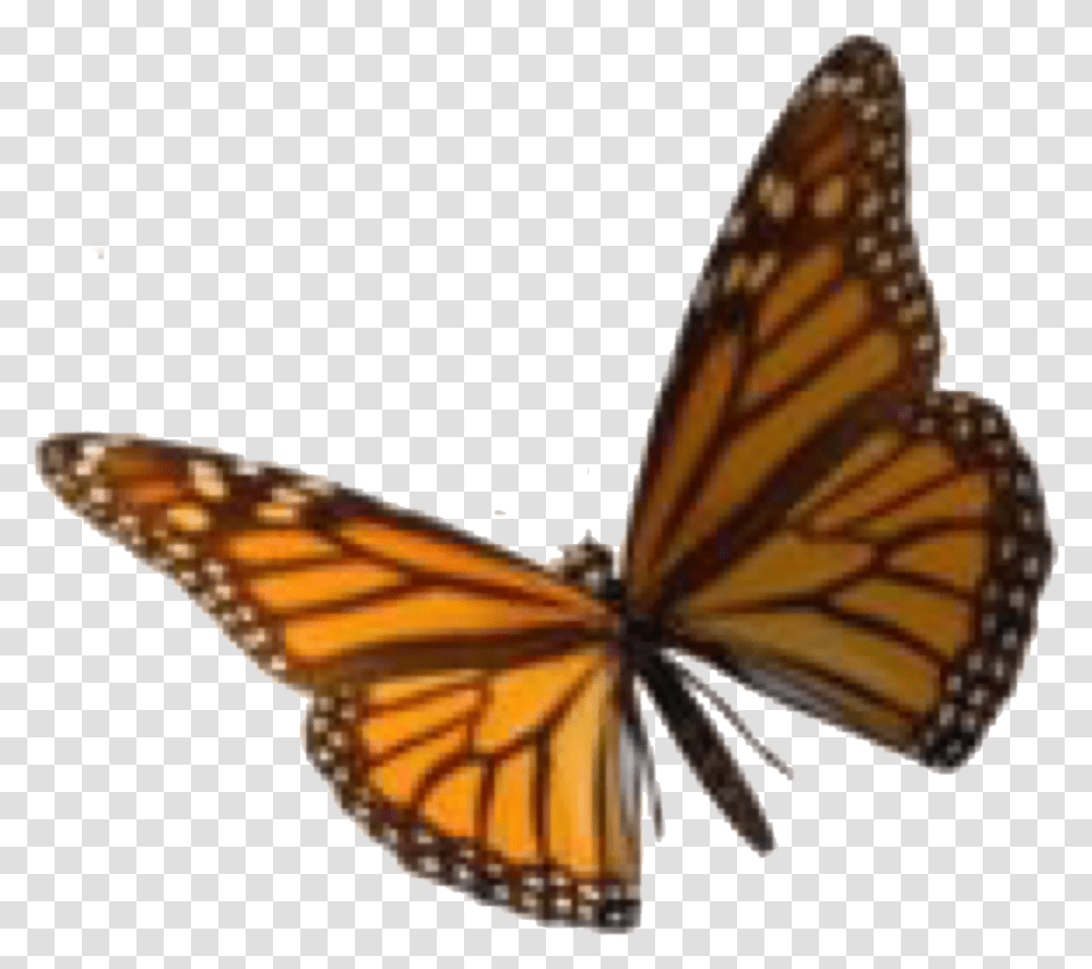 Image, Monarch, Butterfly, Insect, Invertebrate Transparent Png