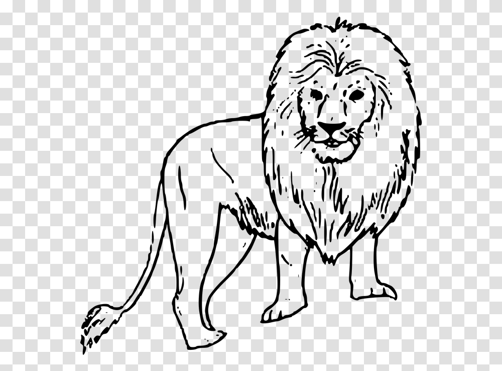 Image Of A Black And White Lion Lion Picture Black And White, Gray, World Of Warcraft Transparent Png