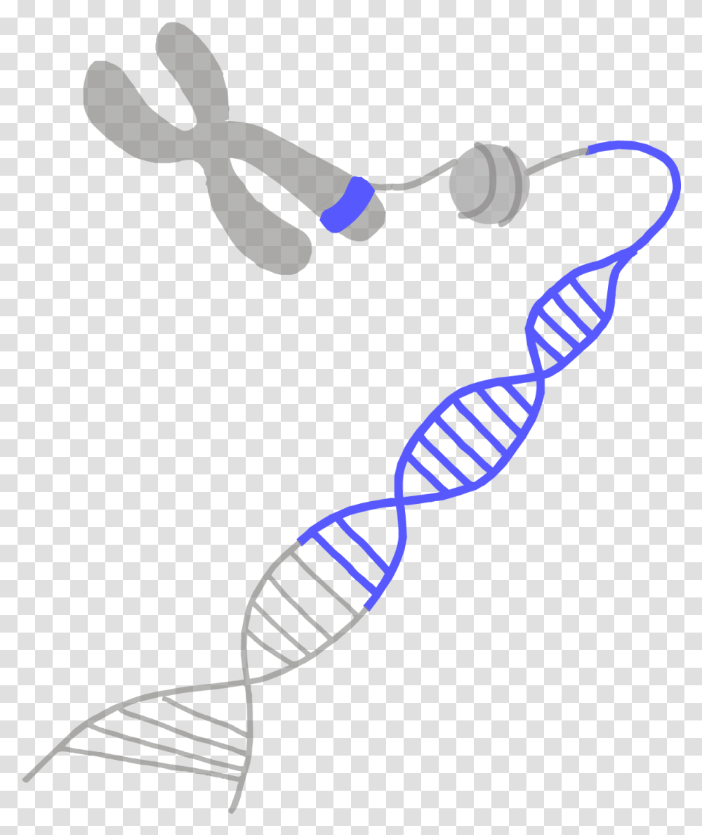 Image Of A Blue Gene On A Chromosome Gene, Bow, Accessories, Tie, Face Transparent Png