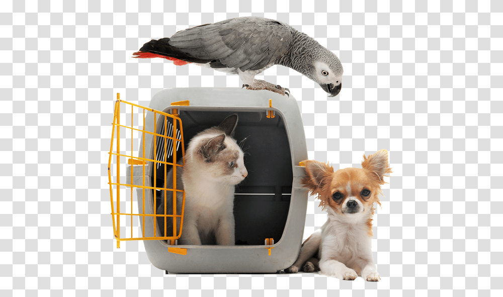 Image Of A Cat In A Pet Carrier Next To Small White Evacuation Pet, Bird, Animal, Mammal, Dog Transparent Png