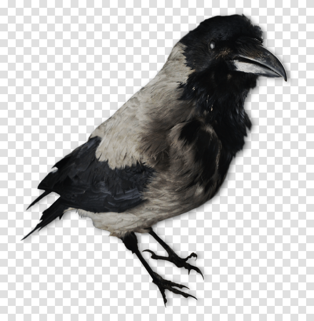 Image Of A Crow Decoy Lokkekrager, Bird, Animal, Beak, Blackbird Transparent Png