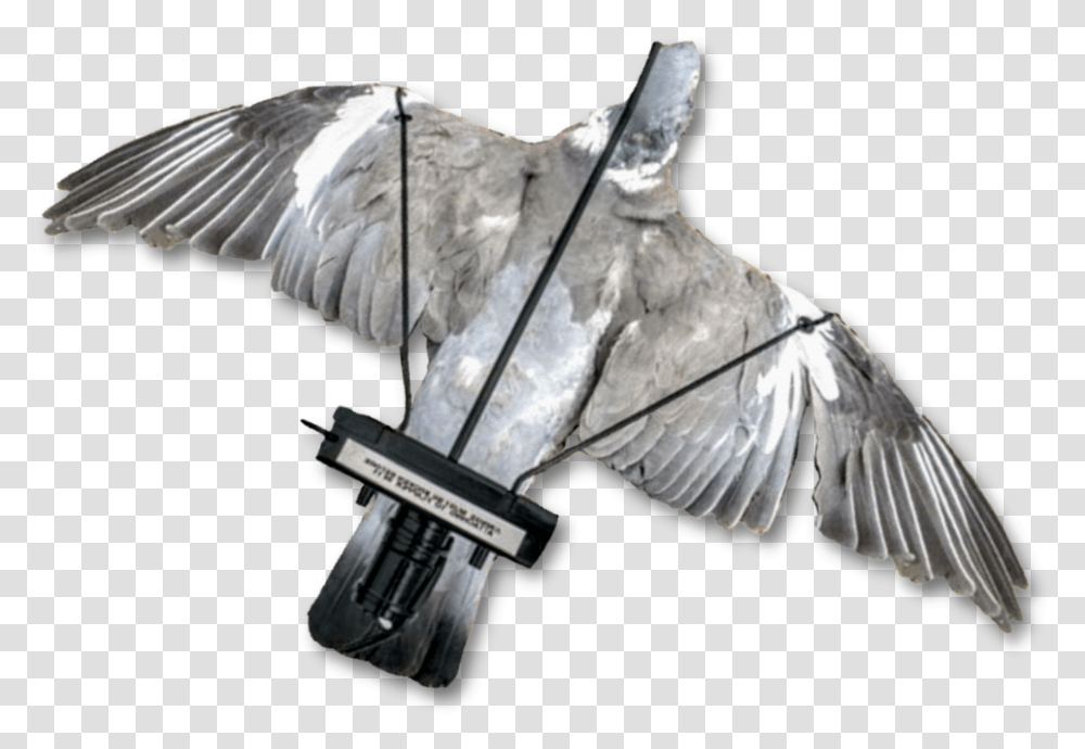 Image Of A Dead Pigeon Mounted Onto The Pigeon Turbo Due Flapper, Bird, Animal, Vulture, Gun Transparent Png