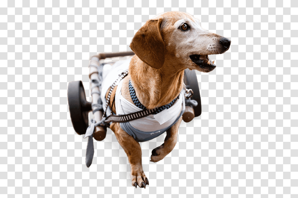 Image Of A Happy Dog Using A Dog Wheelchair Dog Catches Something, Pet, Canine, Animal, Mammal Transparent Png