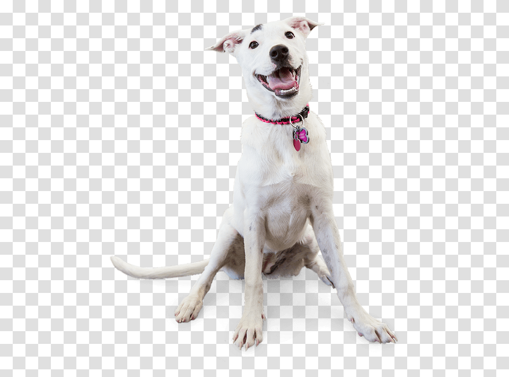 Image Of A Smiling Dog Dog Yawns, Strap, Pet, Canine, Animal Transparent Png