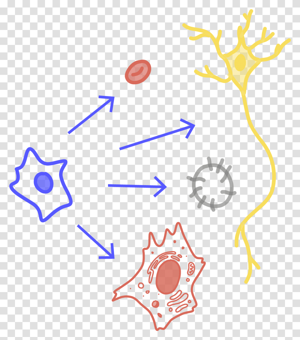 Image Of A Stem Cell Transforming Into Different Types, Poster, Doodle Transparent Png