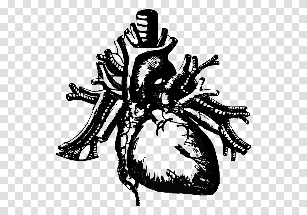 Image Of An Anatomical Heart Background Heart Anatomy, Invertebrate, Animal, Spider, Insect Transparent Png