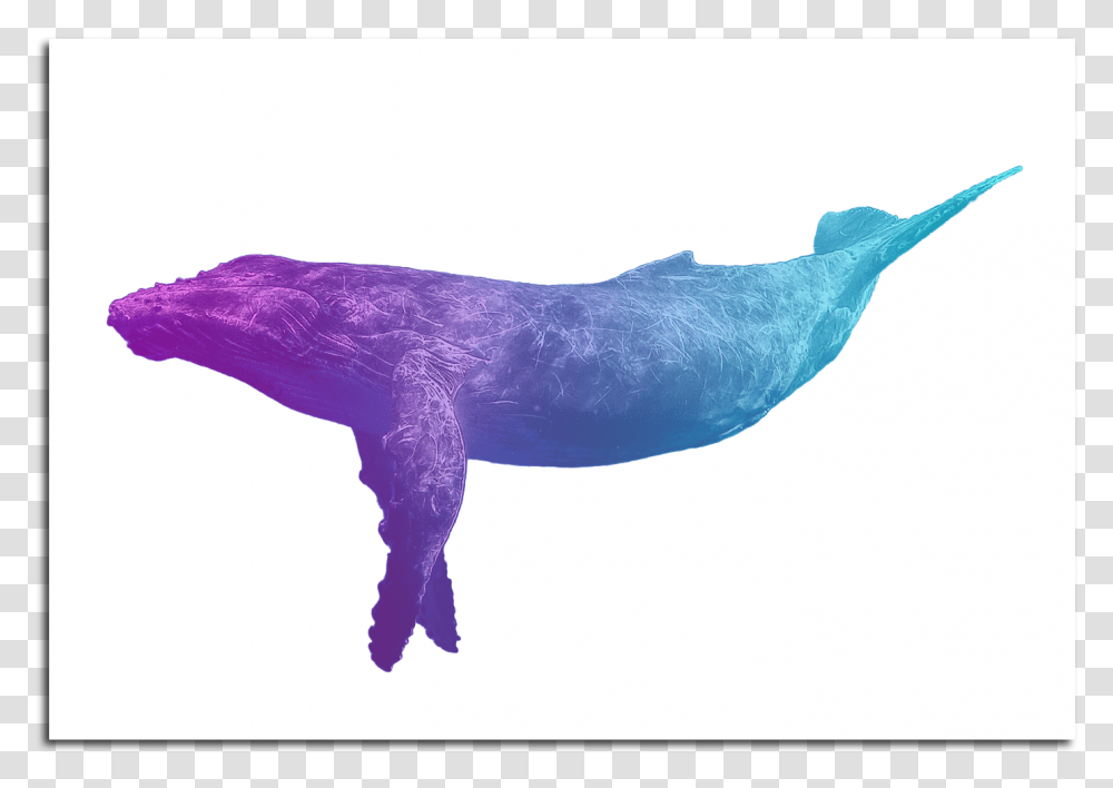 Image Of Blue Whale Poster Paus Hd, Mammal, Animal, Sea Life, Sea Lion Transparent Png