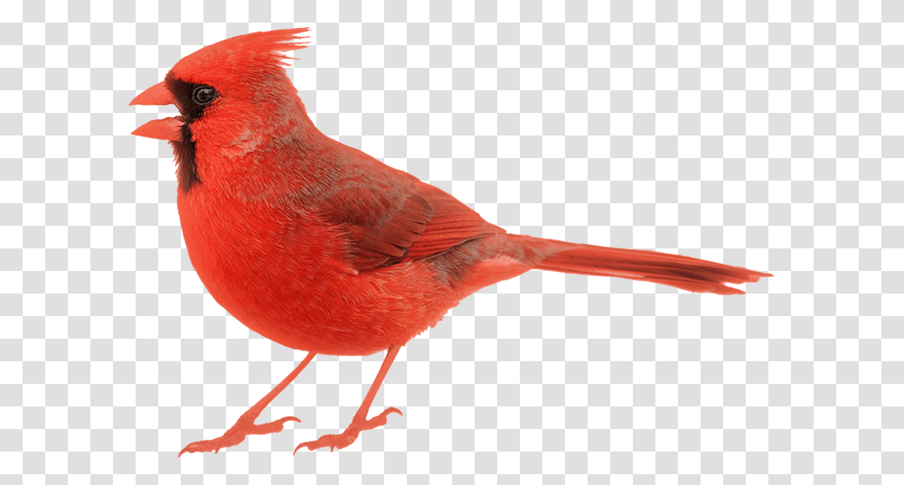 Image Of Cardinal Cardinal White Background, Bird, Animal Transparent Png