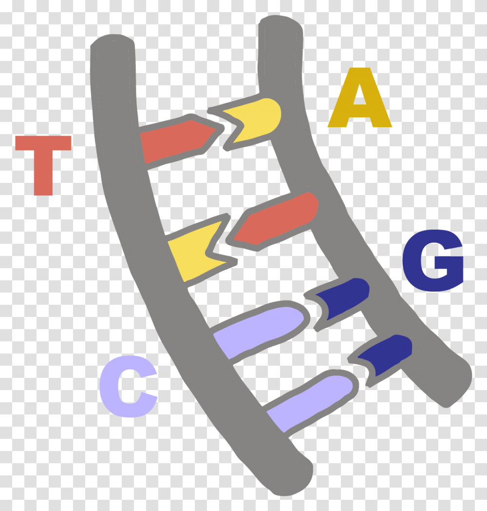 Image Of Dna Bases Pairing With Their Complementary Dna Bases, Coil, Spiral, Gauge, Rotor Transparent Png