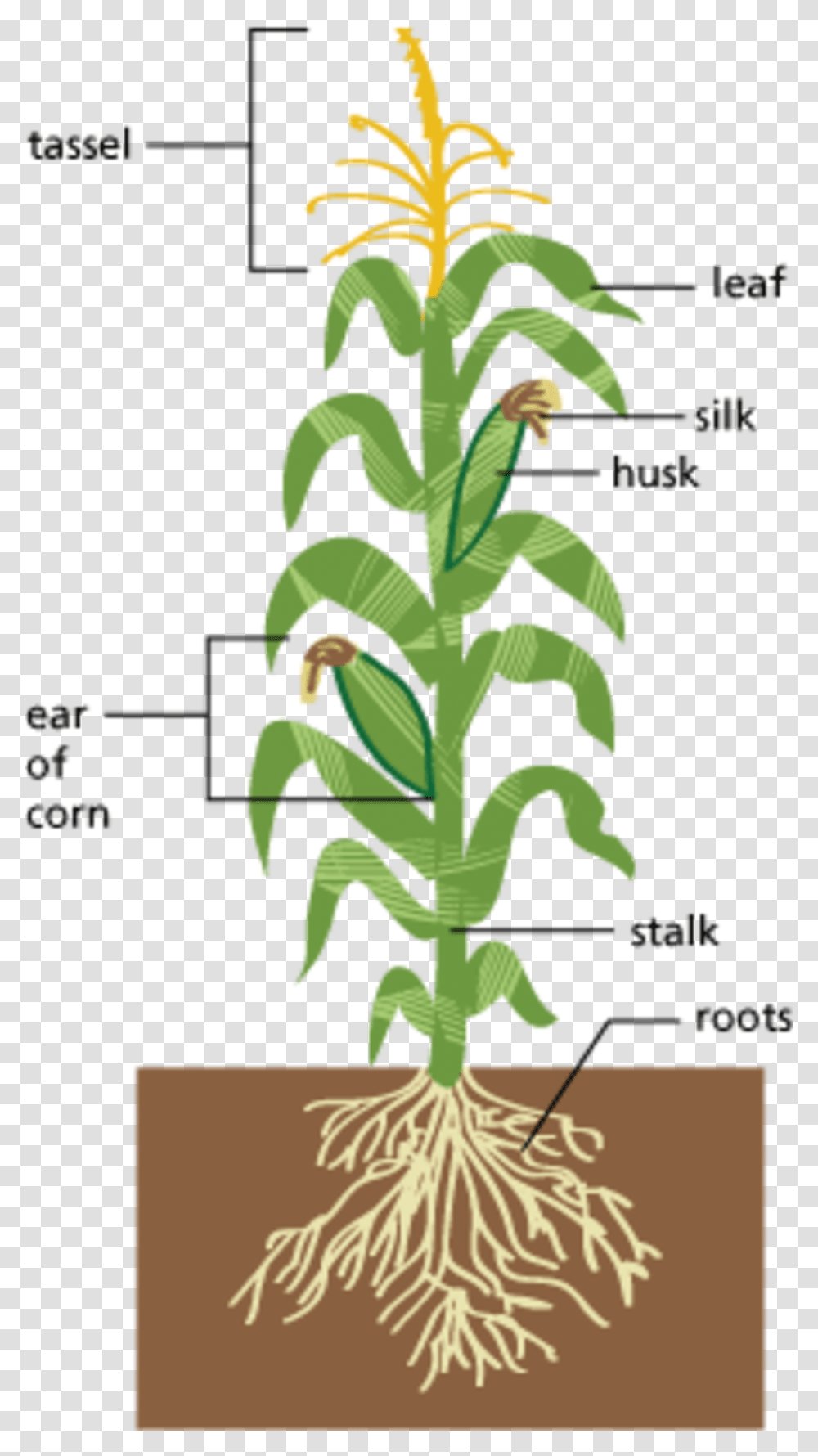 Image Of Edible Parts Of A Plant Diagram Large Size Parts Of A Corn Plant Diagram, Tree, Flower, Blossom, Poster Transparent Png