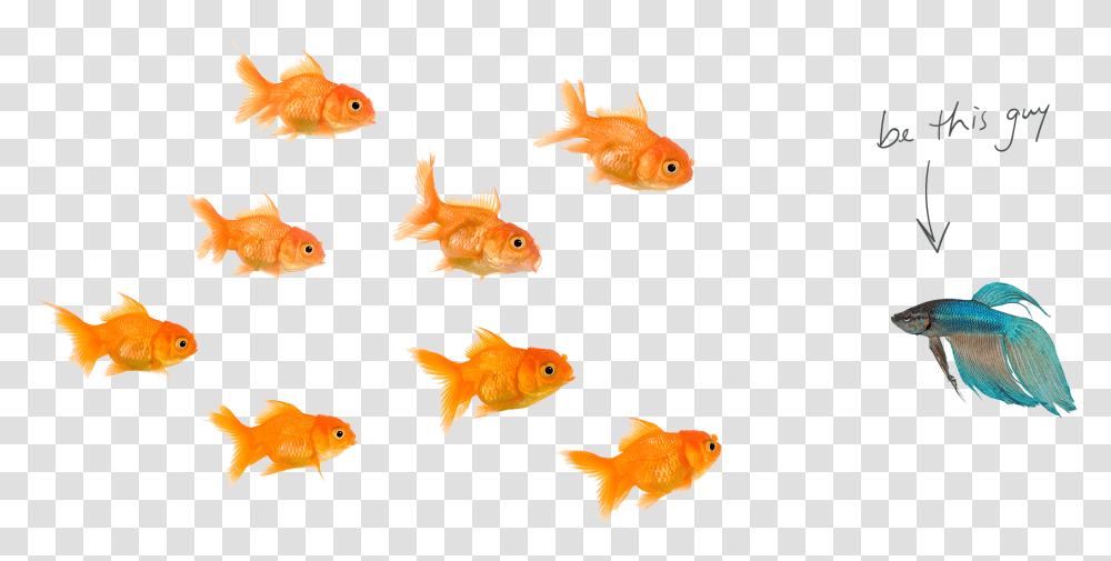 Image Of Fishes Download School Of Fish With White Background, Goldfish, Animal, Bird Transparent Png