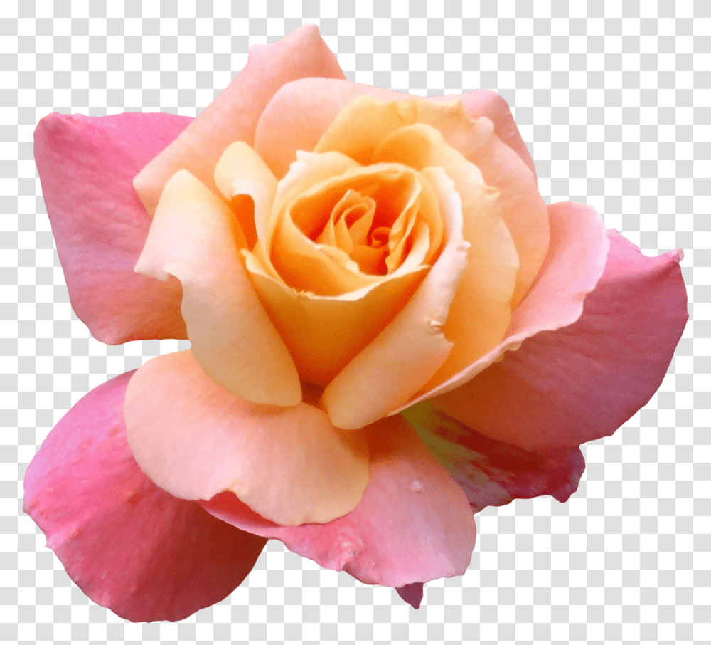 Image Of Flowers, Rose, Plant, Blossom, Petal Transparent Png
