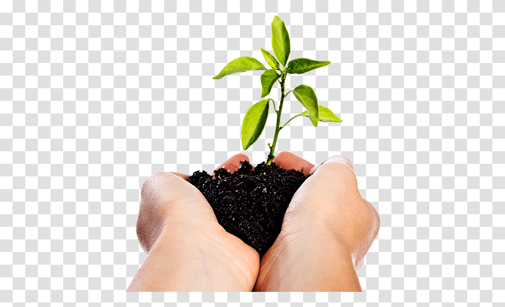 Image Of Hands Holding A Seedling Manos Con Tierra, Plant, Soil, Person, Outdoors Transparent Png