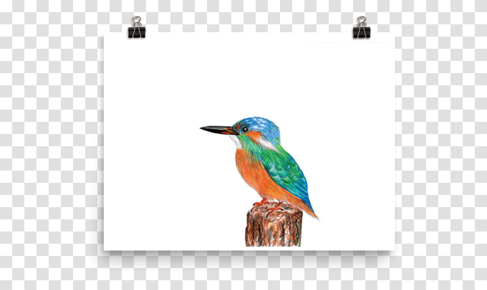 Image Of Kingfisher Coraciiformes, Bee Eater, Bird, Animal, Beak Transparent Png