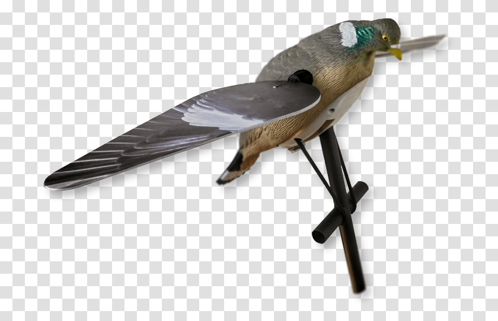 Image Of Lucky Duck Pigeon Hd Lucky Duck Pigeon Decoys, Bird, Animal, Waterfowl, Flying Transparent Png