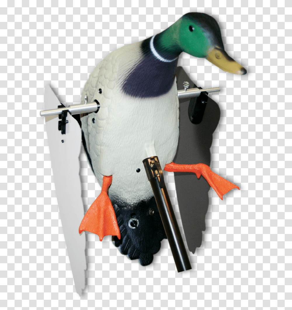 Image Of Mojo Super Mallard Mallard, Bird, Animal, Penguin, Waterfowl Transparent Png