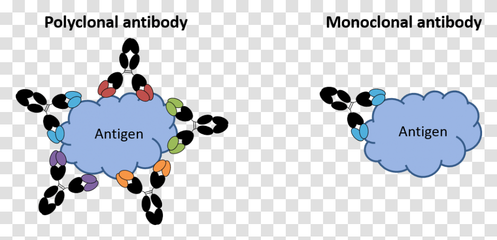 Image Of Monoclonal And Polyclonal Antibodies Monoclonal Antibody Vs Polyclonal Antibody, Plant, Meal Transparent Png
