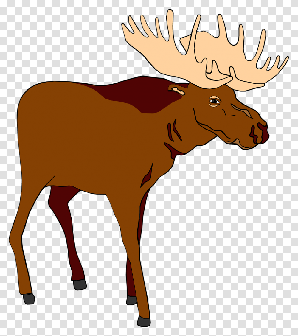 Image Of Moose Free Moose Clipart, Mammal, Animal, Wildlife, Horse Transparent Png
