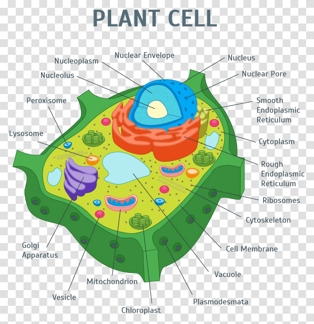 Image Of Plant Cell Plant Cell, Plot, Diagram, Astronomy, Map Transparent Png