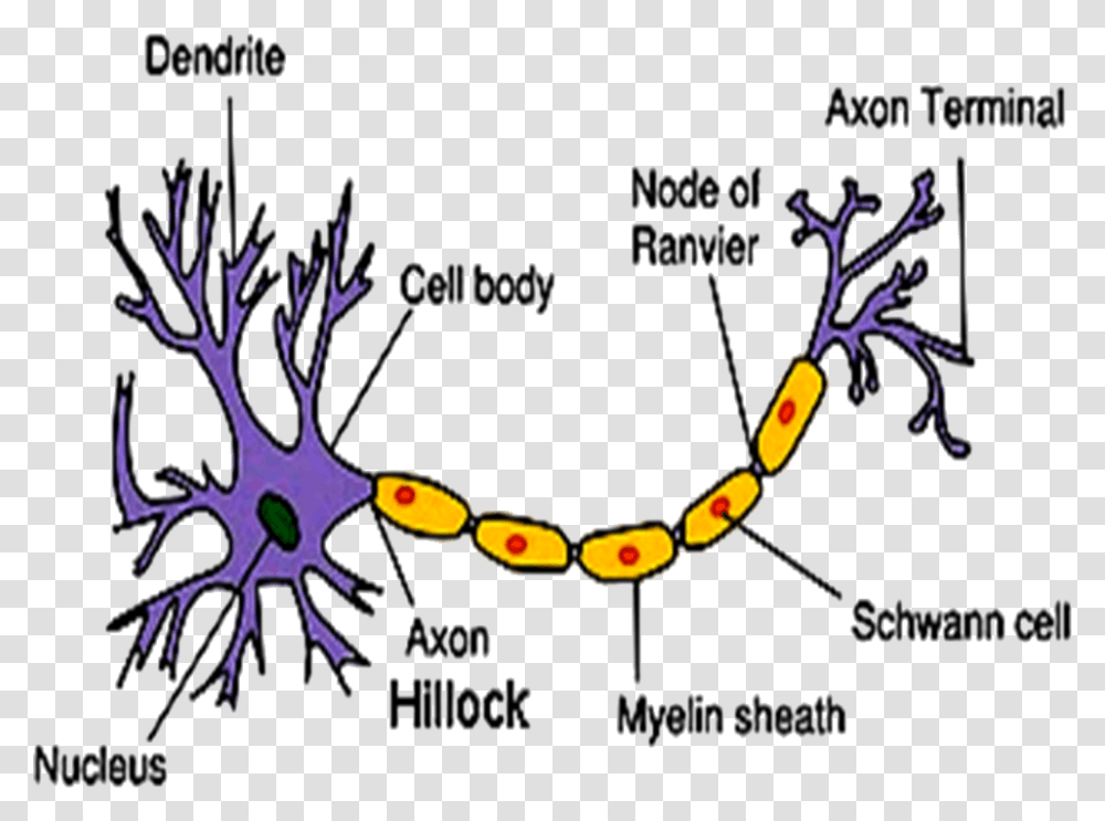 Image Of Structure Of Neuron Part Of A Neuron Contains The Nucleus, Plot, Diagram, Plant Transparent Png