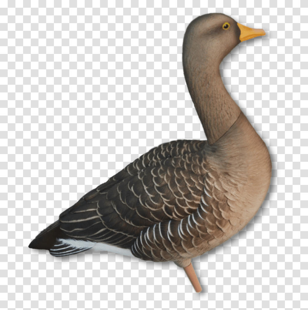 Image Of The Avian X Greylag Avian X Greylag, Goose, Bird, Animal, Waterfowl Transparent Png
