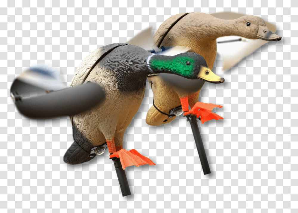 Image Of The Lucky Duck Mallard Lokkeand Med Vinger, Bird, Animal, Waterfowl, Anseriformes Transparent Png