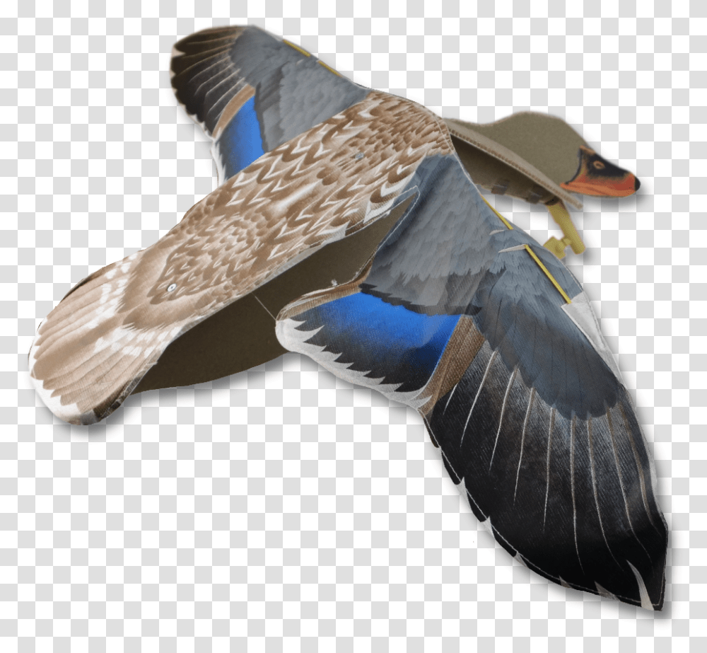 Image Of The Sillosocks Hen Flapper, Bird, Animal, Hat Transparent Png