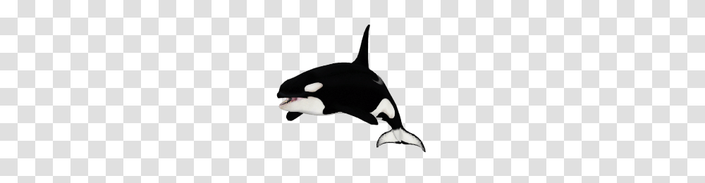 Image, Orca, Mammal, Sea Life, Animal Transparent Png