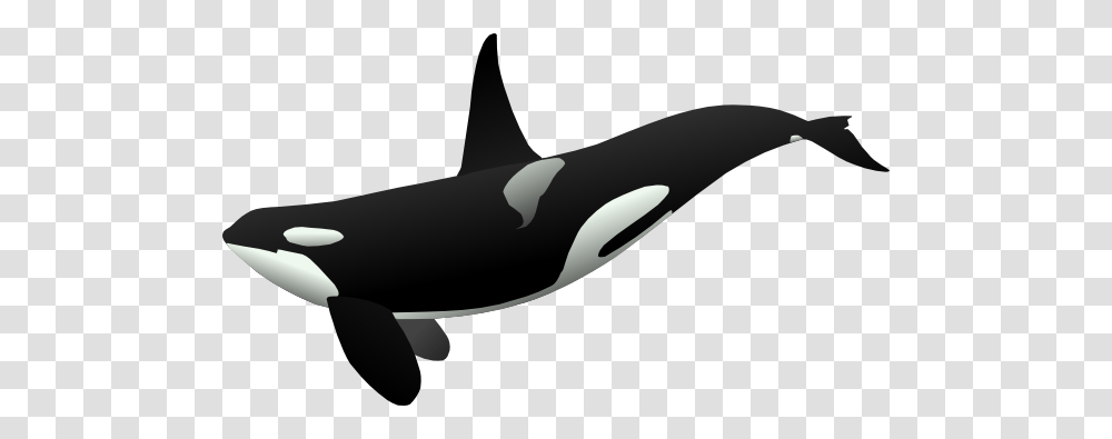 Image, Orca, Mammal, Sea Life, Animal Transparent Png