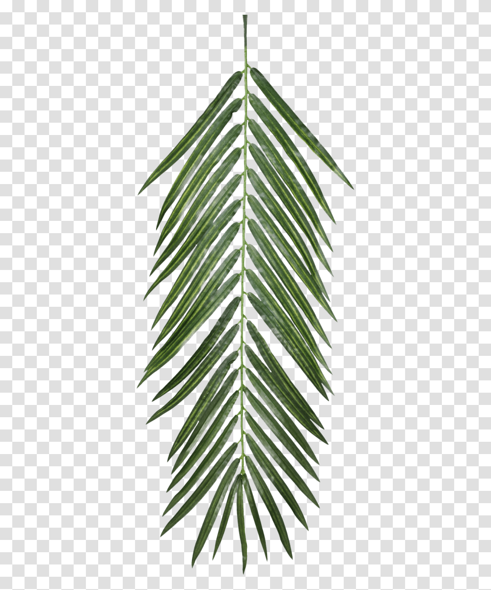 Image Palm Leaves, Plant, Leaf, Grass, Pineapple Transparent Png