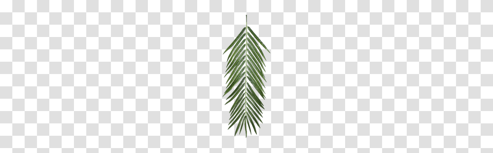 Image Palm Leaves, Plant, Tree, Leaf, Fir Transparent Png