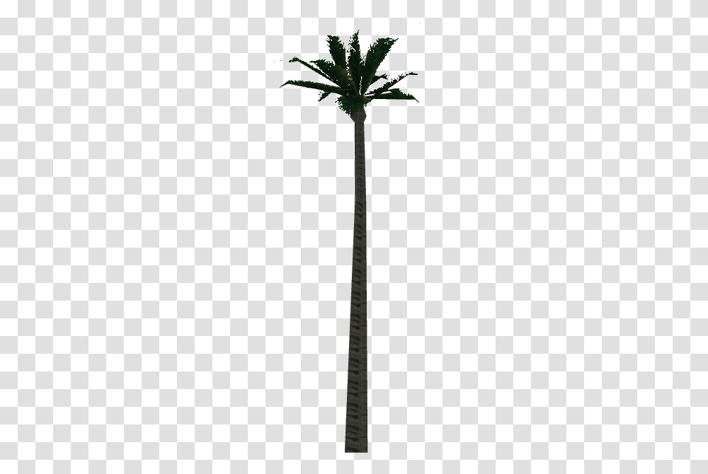 Image, Palm Tree, Plant, Arecaceae Transparent Png