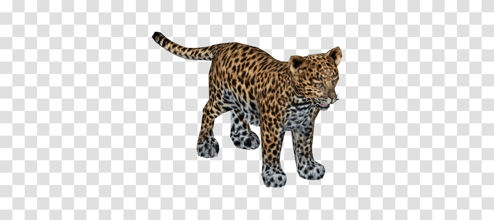 Image, Panther, Wildlife, Mammal, Animal Transparent Png