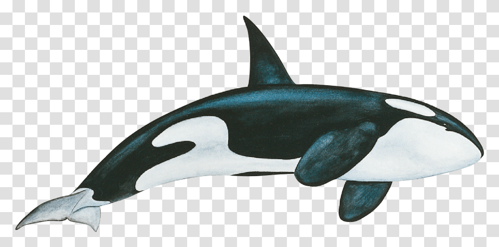 Image Paulard Picsart Dolphin Editor, Sea Life, Animal, Orca, Mammal Transparent Png