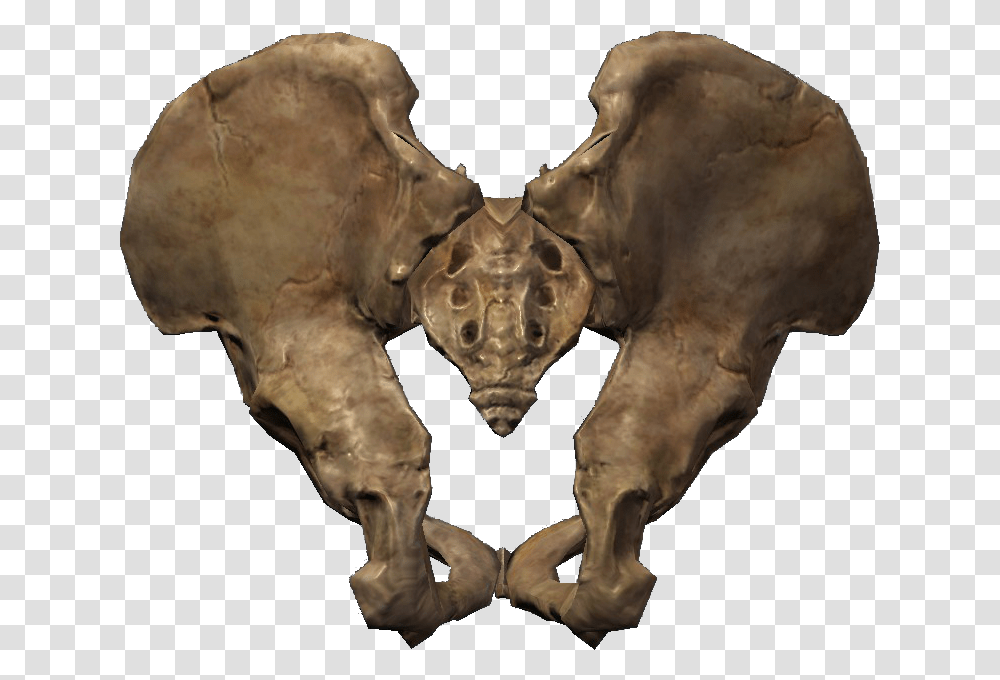 Image Pelagius Hip Bone Elder Scrolls Fandom Powered Hip Bone, Elephant, Wildlife, Mammal, Animal Transparent Png