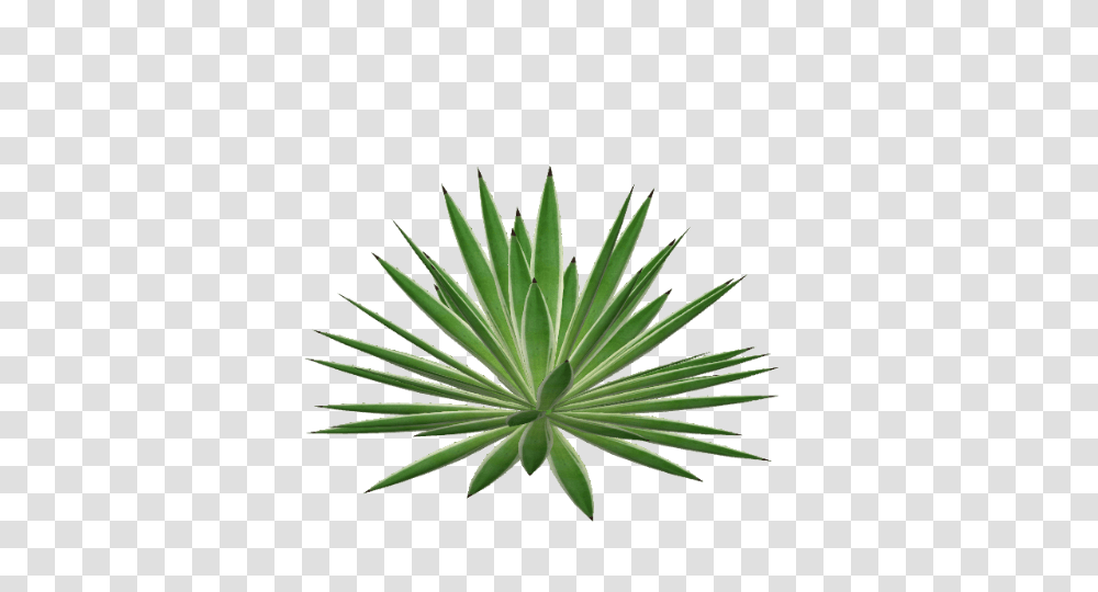 Image, Plant, Agavaceae, Aloe, Vegetation Transparent Png