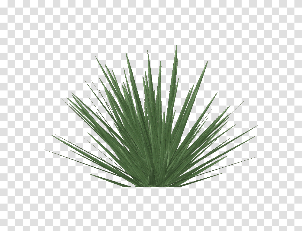 Image, Plant, Agavaceae Transparent Png
