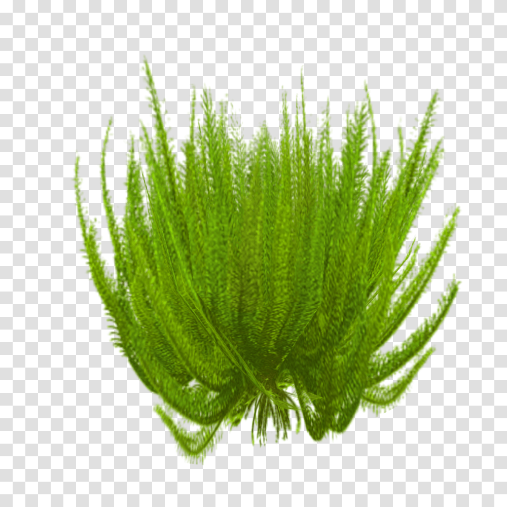 Image, Plant, Algae, Seaweed, Moss Transparent Png