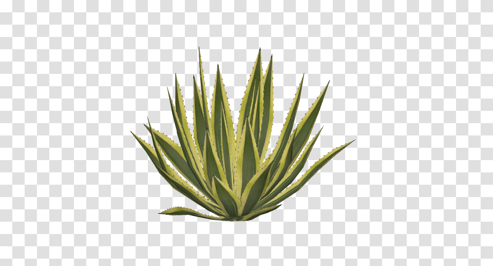 Image, Plant, Aloe, Pineapple, Fruit Transparent Png